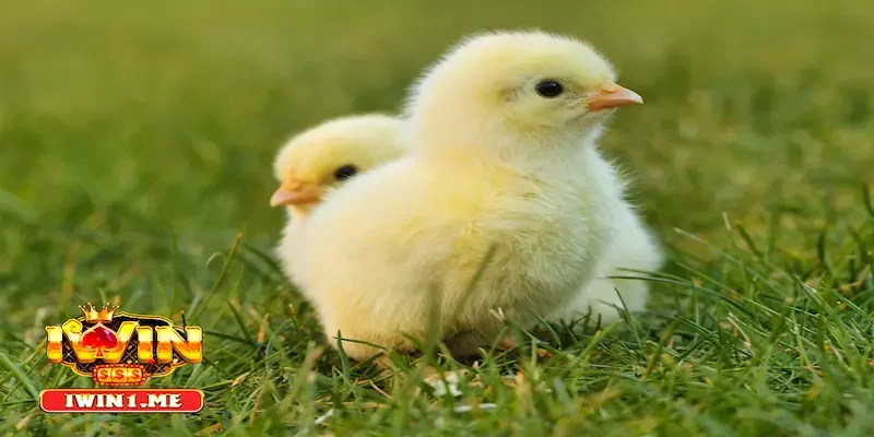 Bệnh cầu trùng là gì