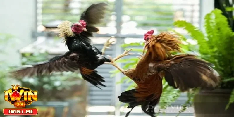 Bí quyết đặt cược thông minh khi chơi đá gà iwin giúp tăng cơ hội thắng lớn