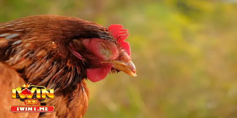 Bổ sung dinh dưỡng cách trị gà bị sổ mũi để tăng đề kháng cho gà