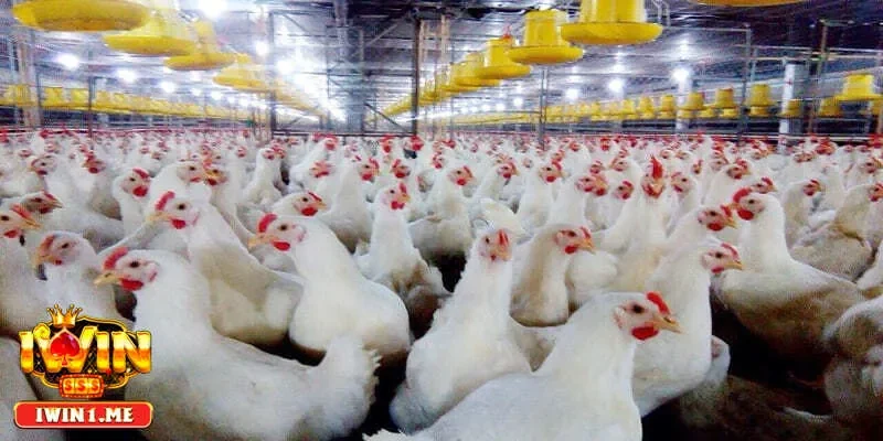 Các bước kỹ thuật nuôi gà nhốt chuồng đạt hiệu quả cao trong thực tế
