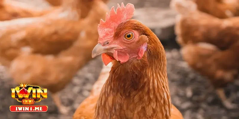 Cách trị gà bị sổ mũi uy tín hàng đầu