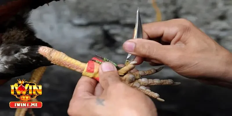 Chăm sóc cựa và chân gà sau khi thi đấu
