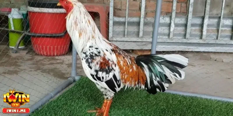 Đánh giá sức mạnh và phản xạ