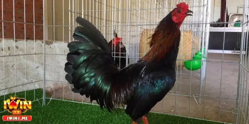 Đánh giá tính cách và phản xạ