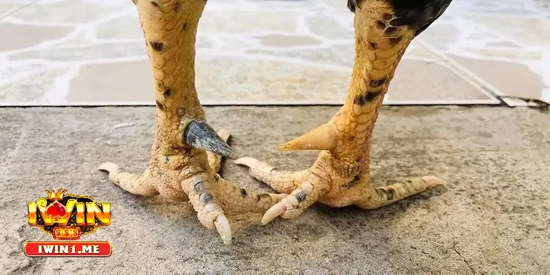 Hướng dẫn cách lên cựa gà đá hiệu quả hàng đầu