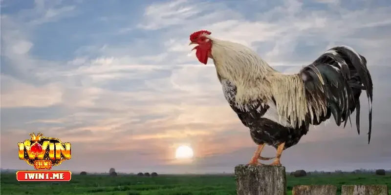 Hướng dẫn cách phân biệt tiếng gà gáy hiệu quả