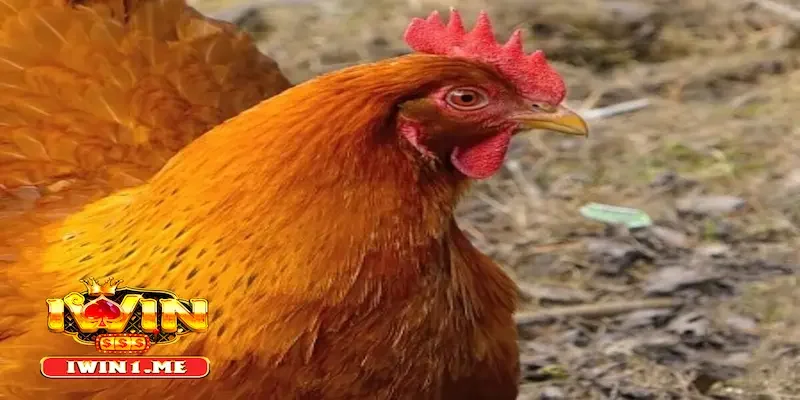 Hướng dẫn cụ thể cách xem màu mạng gà đá từ chuyên gia
