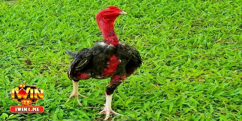 Hướng dẫn kỹ thuật nuôi gà chọi từ chuyên gia