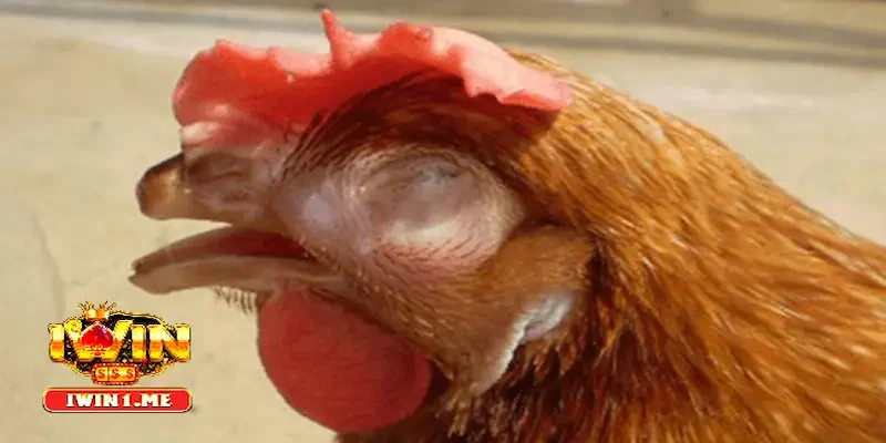 Lưu ý khi thực hiện cách trị gà bị sổ mũi