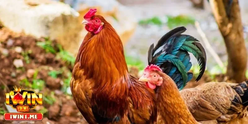 Lưu ý quan trọng kỹ thuật nuôi gà nhốt chuồng để hạn chế bệnh tật