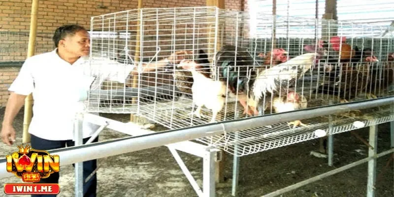 Môi trường sống ảnh hưởng đến mô hình nuôi gà chọi