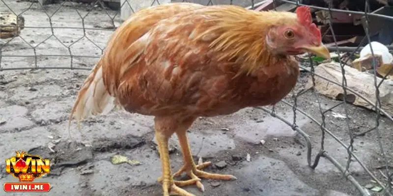 Nguyên nhân gây ra kén mép ở gà chọi