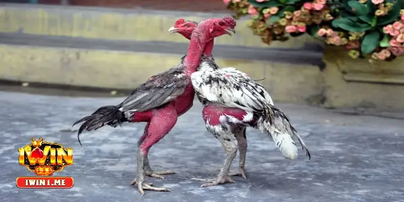 Nuôi gà chọi là gì