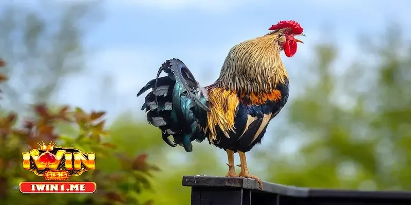 Tìm hiểu phân biệt tiếng gà gáy