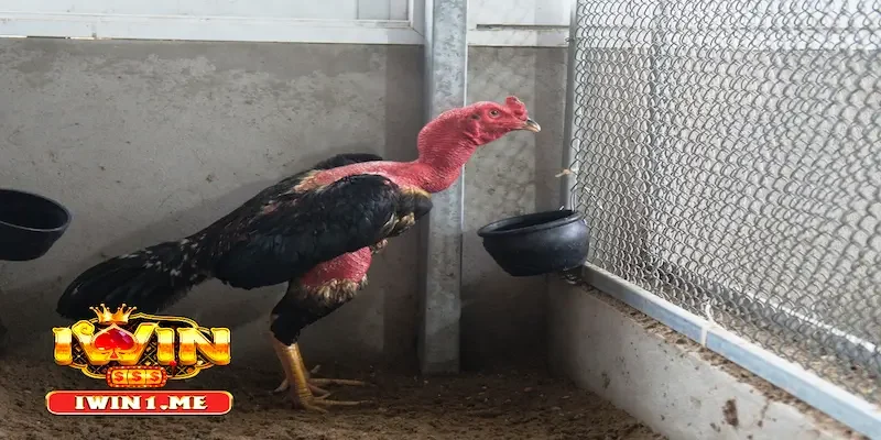 Ưu điểm các giống gà chọi hay nhất thị trường mang đến