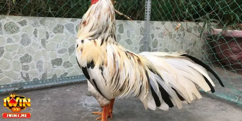 Vẻ đẹp tượng trưng trong văn hóa