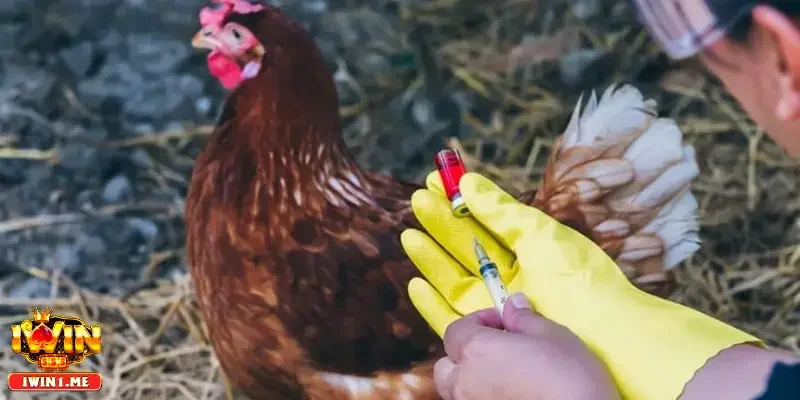 Vệ sinh và phòng ngừa bệnh tật