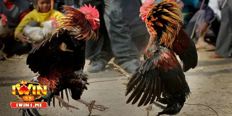 Vì sao cần chăm sóc gà chọi mỗi ngày