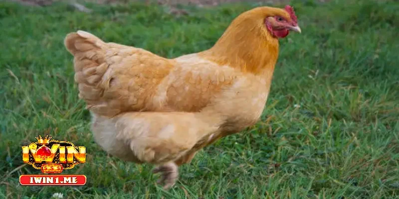 Xem ngày giờ và mùa thi đấu hợp màu mạng gà đá